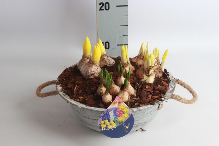 <h4>ARR BOL KNOLGEWAS</h4>