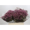 Limonium sinense Tiffany Diamond