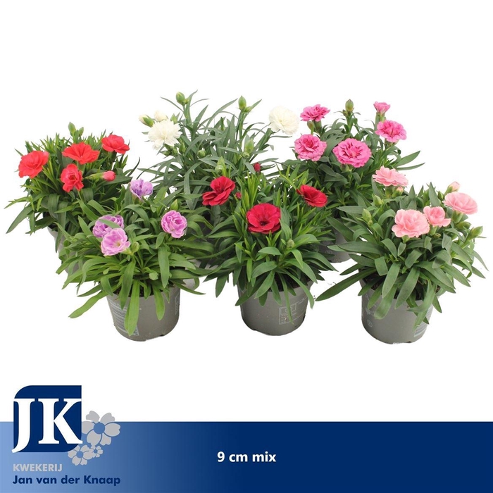 Dianthus mixkar 6 kleuren