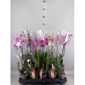 Phalaenopsis   ...mix