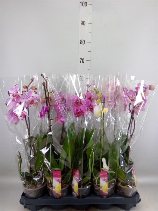 <h4>Phalaenopsis   ...mix</h4>