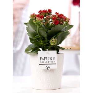 Kalanchoe red in P&PURE Juliette ceramics white