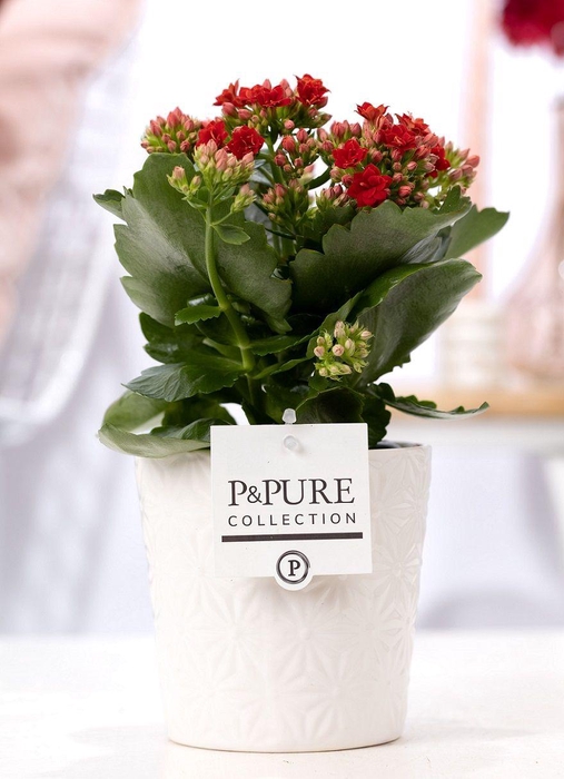 <h4>Kalanchoe red in P&PURE Juliette ceramics white</h4>