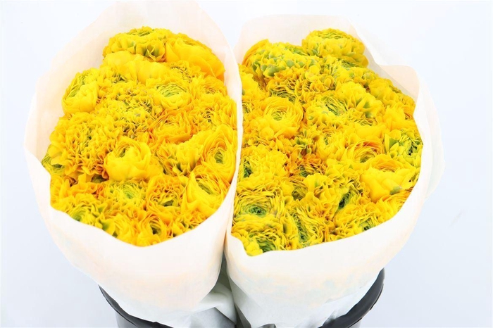 <h4>Ran Ponpon Ex Luna</h4>