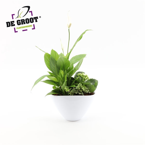 <h4>Arrangement Spathiphyllum in enveloppot</h4>