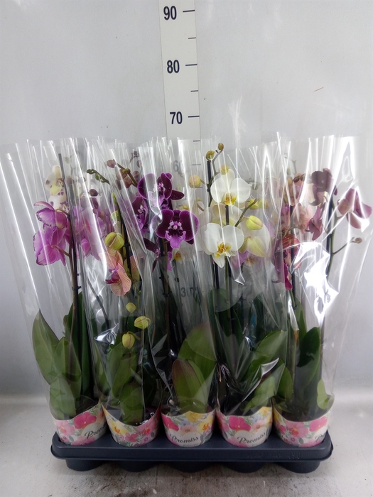 <h4>Phalaenopsis   ...mix  5</h4>