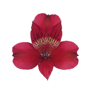 ALSTROEMERIA MARIAN 080 CM VERMELHO