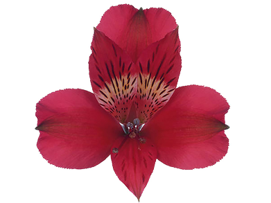 ALSTROEMERIA MARIAN 070 CM VERMELHO