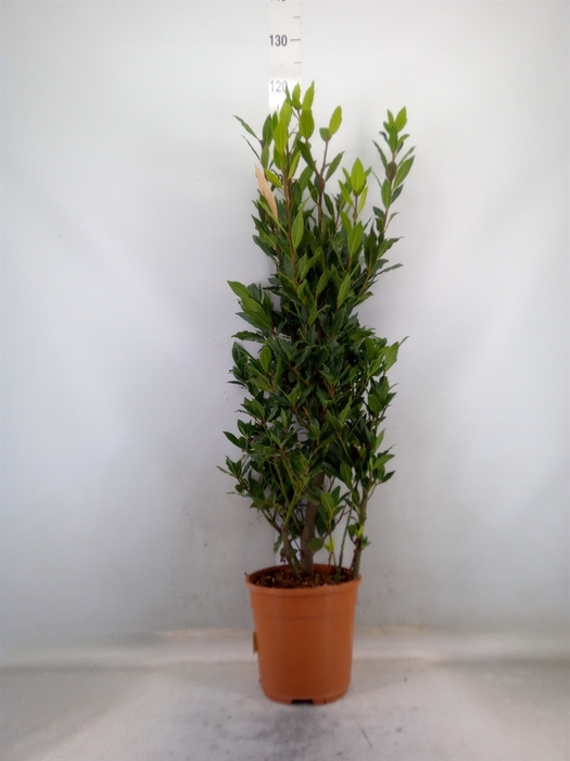<h4>Laurus nobilis</h4>