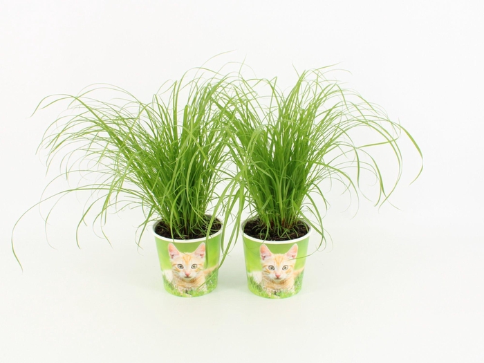 <h4>Cyperus Zumula met Milkshake Potcover</h4>