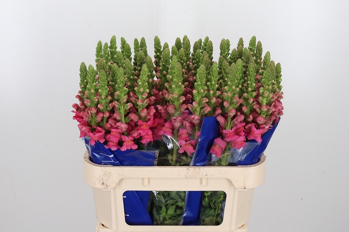 <h4>Antir Antibes Rose</h4>