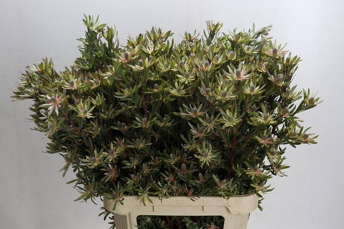 Leucadendron Ayoba Star Pearl