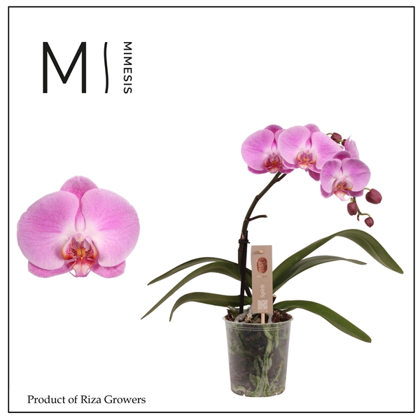 <h4>Mimesis Phal. Spirit Pink - 1 spike 12cm</h4>