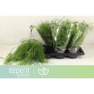 Rhipsalis cassutha Cassera (Cites) 17Ø 25cm