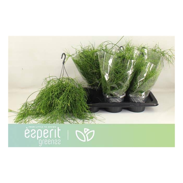<h4>Rhipsalis cassutha Cassera (Cites) 17Ø 25cm</h4>