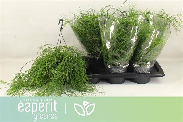 Rhipsalis cassutha Cassera (Cites) 17Ø 25cm