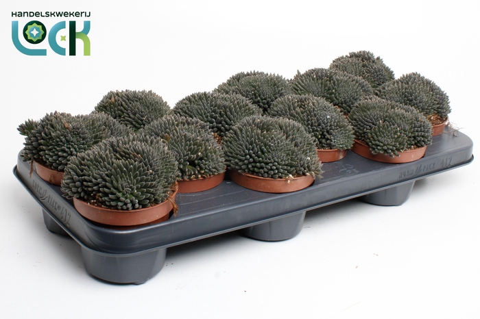 <h4>Crassula Crassimus</h4>