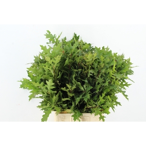 QUERC PALUSTRIS 80CM