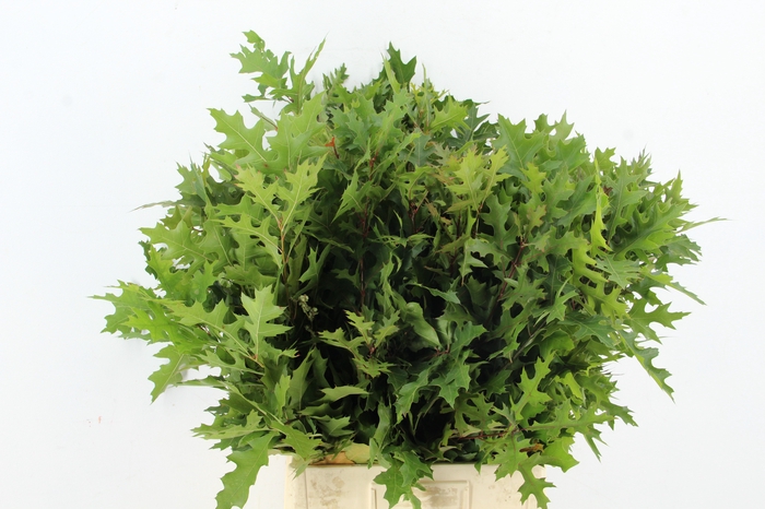 <h4>QUERC PALUSTRIS 80CM</h4>