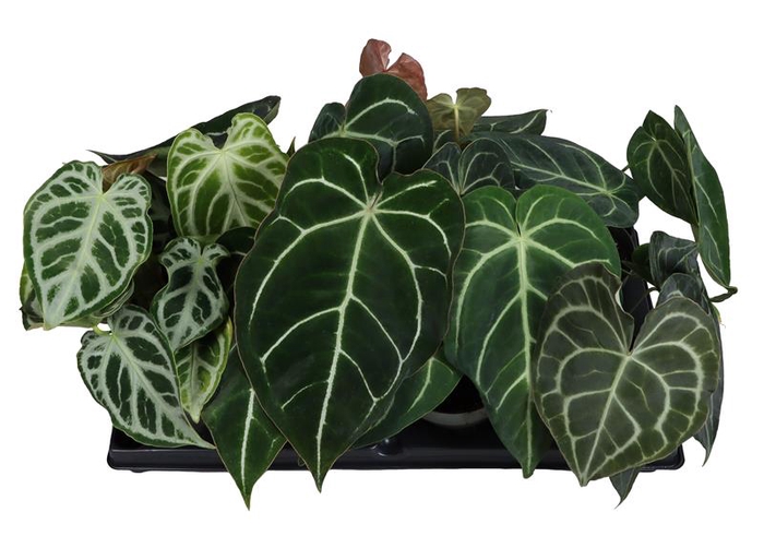 AGLAONEMA COMMUTATUM P12