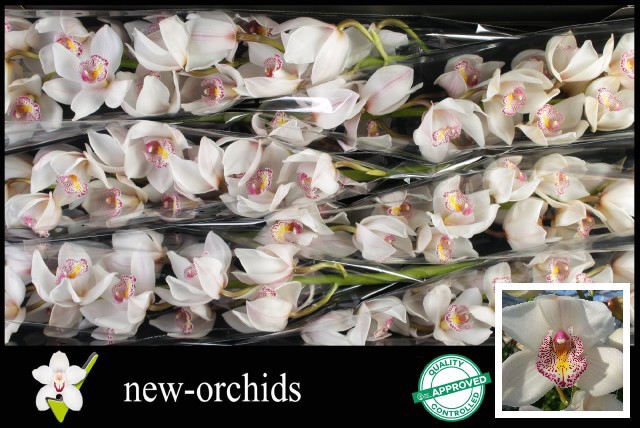 <h4>CYMB T NOORDERLICHT</h4>