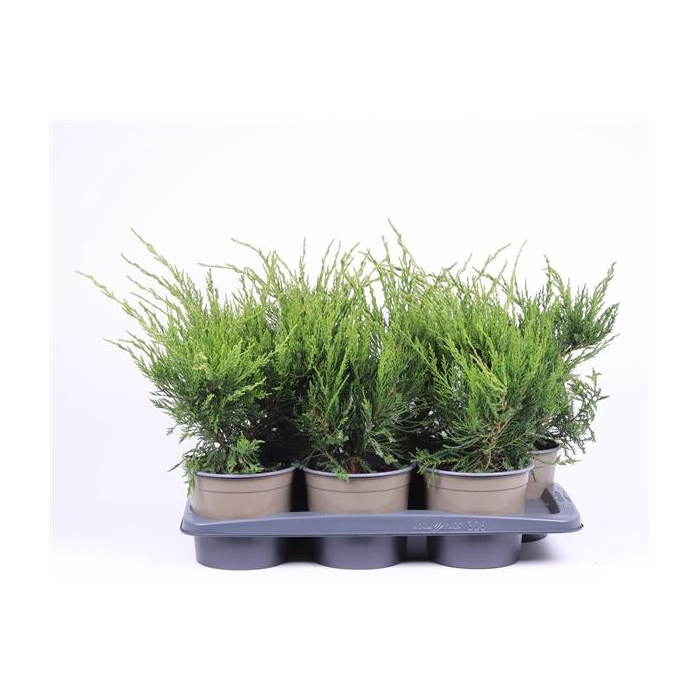 <h4>Juniperus x pfitzeriana 'Mint Julep'</h4>