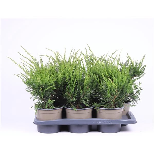 Juniperus x pfitzeriana 'Mint Julep'