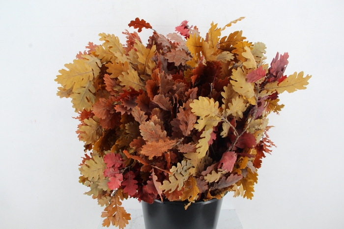 <h4>PF OAK LEAFS BS 150GR</h4>