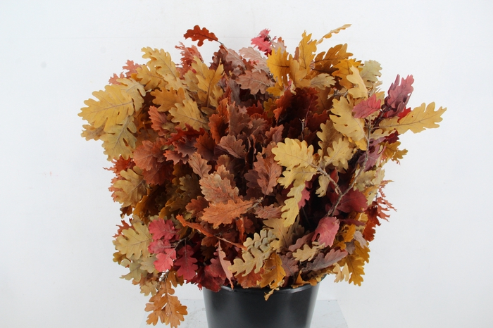 <h4>PF OAK LEAFS BS 150GR</h4>