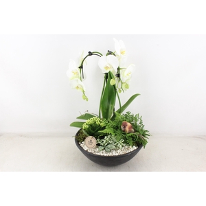 arr2 PL - Ebbischaal x1 paraplu wit Bird