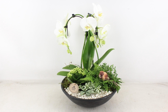 <h4>arr2 PL - Ebbischaal x1 paraplu wit Bird</h4>