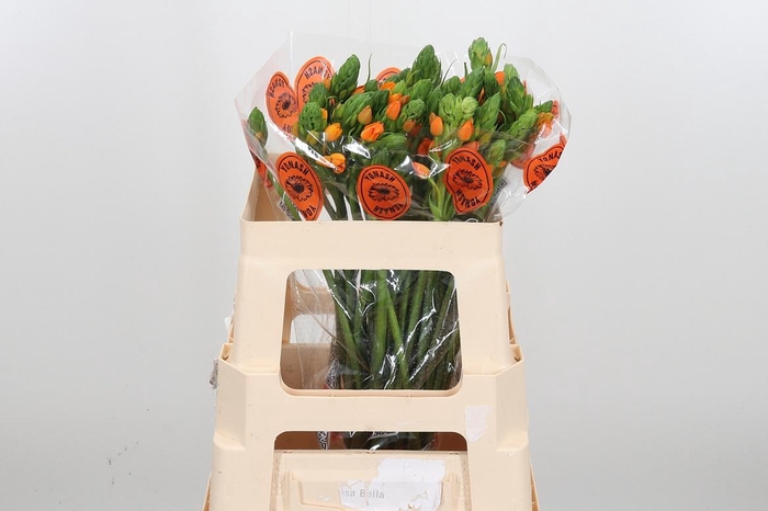 <h4>Ornit Du Sunshine</h4>