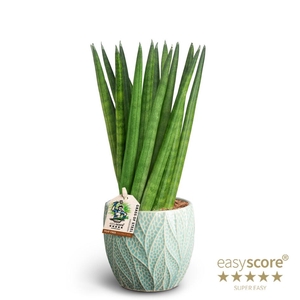 SANSEVIERIA CYLINDRICA P10