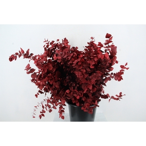 PF EUC STUART RED BS 150GR