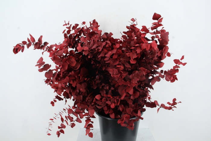 <h4>PF EUC STUART RED BS 150GR</h4>