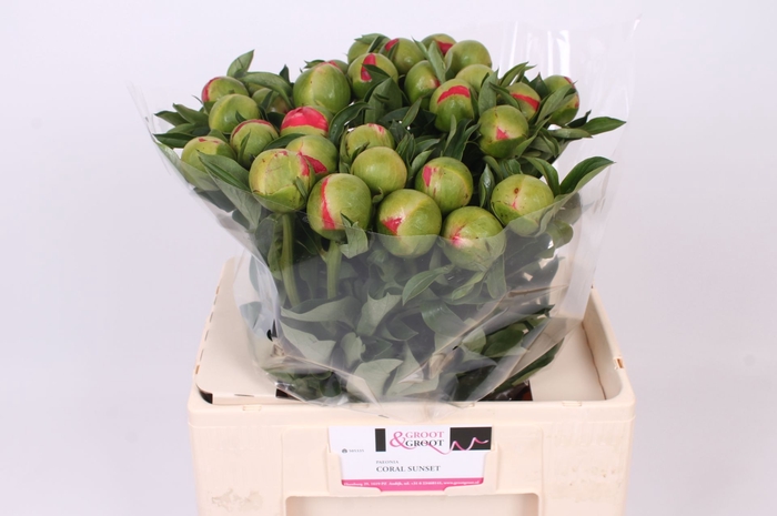 <h4>Paeonia Coral Sunset | Heavy Quality</h4>