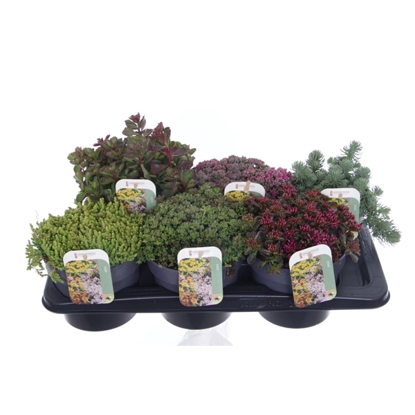<h4>Sedum mix in tray</h4>