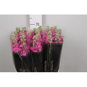 Matth Iron * Premium* Hotpink