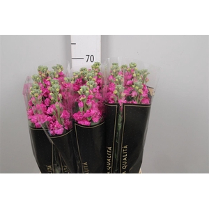 Matth Iron * Premium* Hotpink