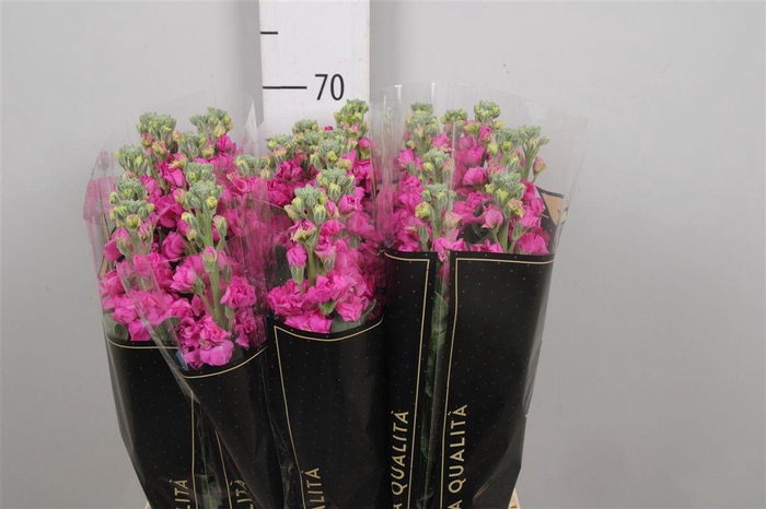 <h4>Matth Iron * Premium* Hot Pink</h4>