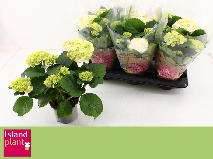 <h4>HYDR M SCHNEEBALL</h4>