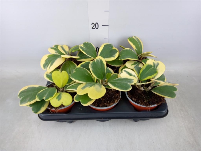 <h4>Hoya kerrii</h4>