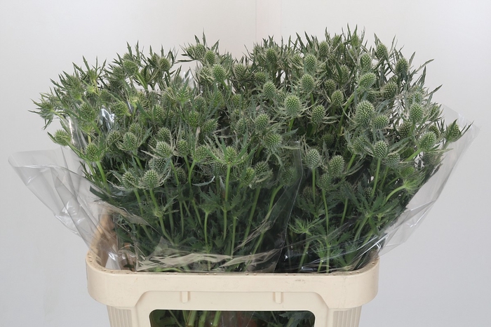 <h4>Eryngium Silver Dynamite</h4>