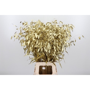 Chasmantium Kl Bh Goud