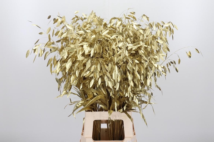 <h4>Chasmantium Kl Bh Goud</h4>