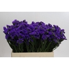 Limonium sinuatum Navy Sun Birds
