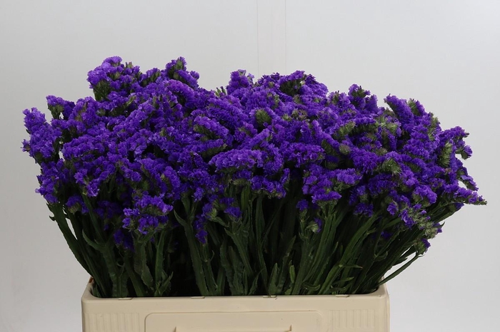 <h4>Limonium Navy Sun Birds</h4>