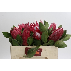 Protea Cynaroides Madiba