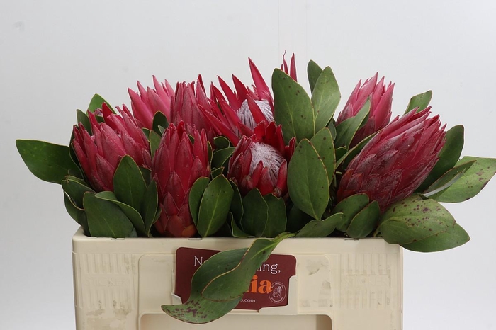 <h4>Protea Cynaroides Madiba</h4>