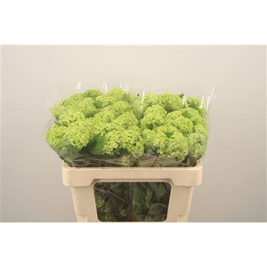 Viburnum Roseum St X40